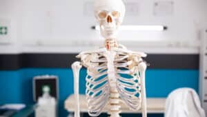 quantos ossos tem o corpo humano