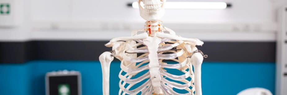 quantos ossos tem o corpo humano